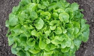 Bauer Lettuce (Organic Primed & Pelleted)