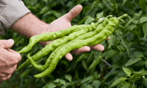 Bolon Pepper (Not Treated)