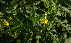 Chaperone Pollinator (Not Treated)