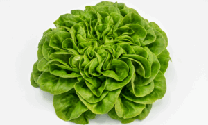 Canagio Lettuce (Primed/Pelleted)