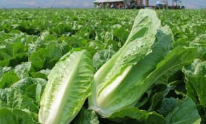 Carrizo Lettuce (Organic Prime/Pelleted)