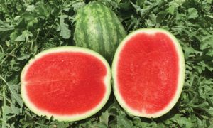 Cato Watermelon (Farmore)