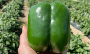 Chinook Pepper (Not Treated)