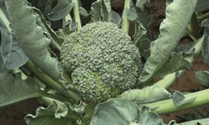 Claremont Broccoli (Treated Seed)
