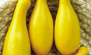 Dixie Crookneck Squash (Treated Seed)