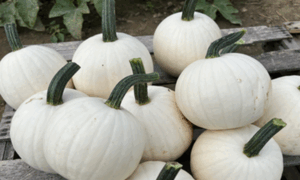 Elektra Pumpkin (Farmore)