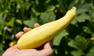 Glowray RZ F1 Squash (Farmore)