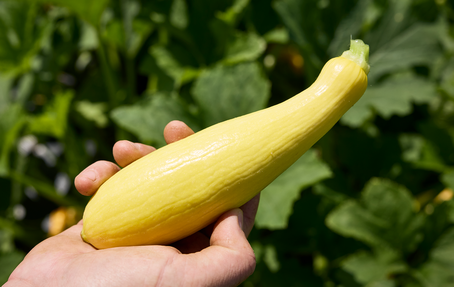 Glowray RZ F1 Squash (Not Treated)