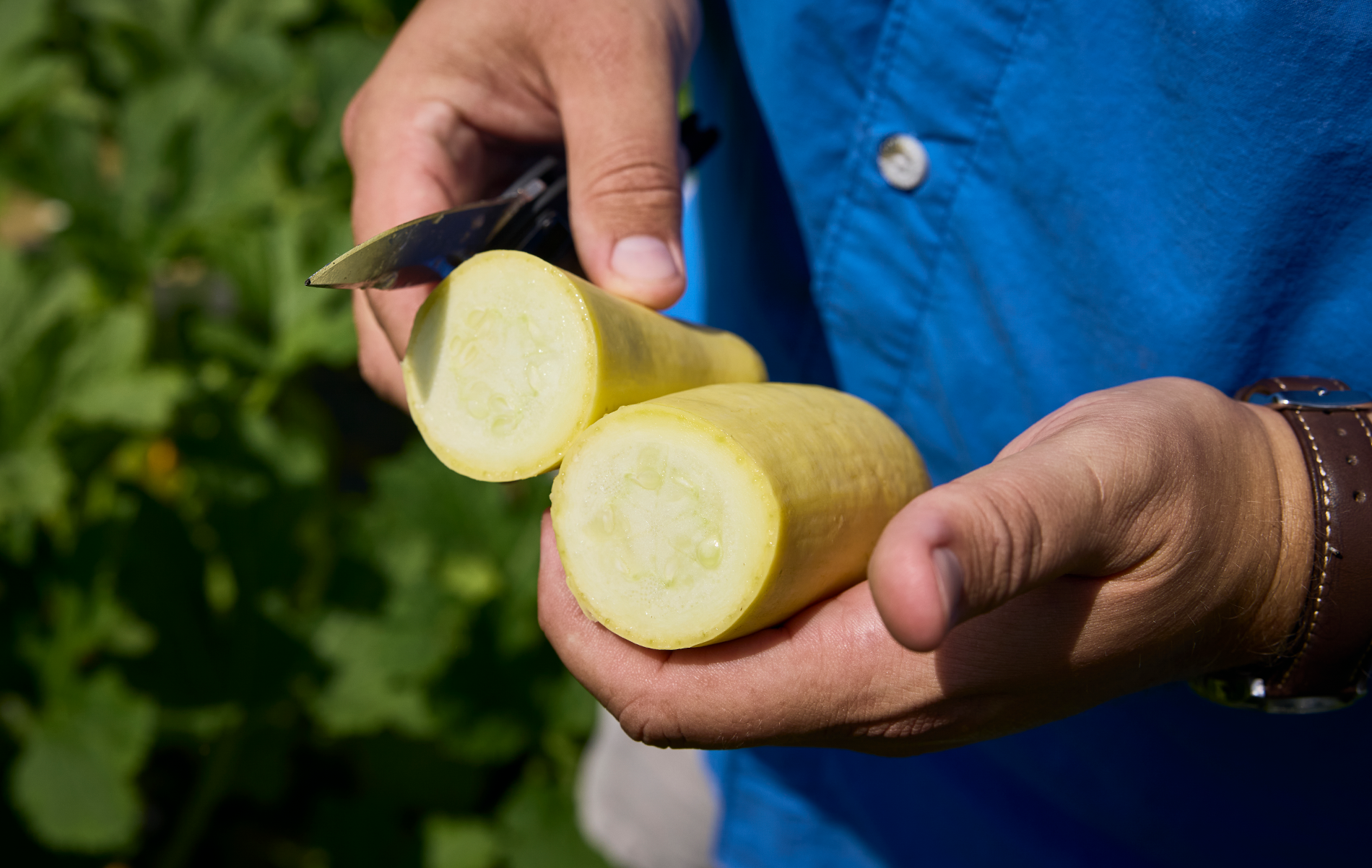 Glowray RZ F1 Squash (Not Treated) - Image 2