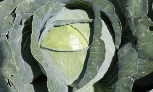 Grand Vantage Cabbage (Not Treated)