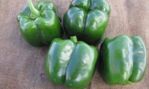 Hammerhead Pepper (Not Treated)
