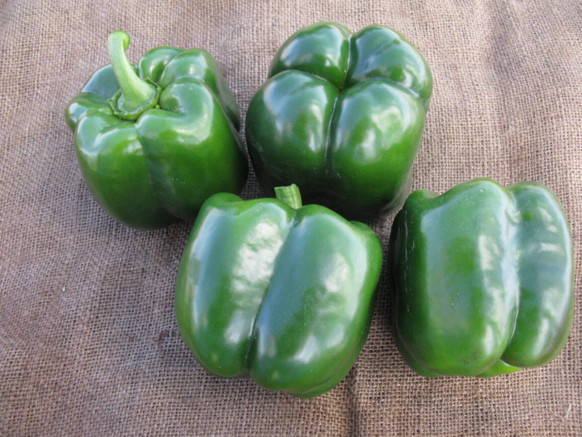 Hammerhead Pepper (Treated Seed)
