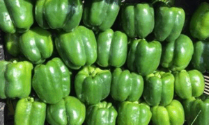 High Roller S10® Pepper (Not Treated)