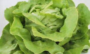 Allure Lettuce (Primed/Pelleted)