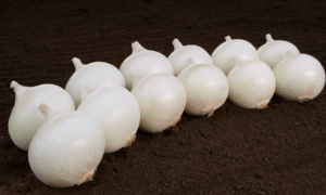 Monjablanca Onion (Treated Seed)