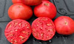 Mountain Girl Tomato (Not Treated)