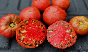 Mountain Heritage Tomato (Not Treated)