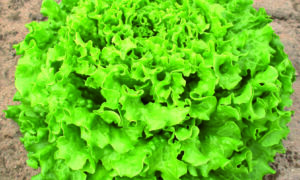 Muir Lettuce (Organic/Primed & Pelleted)