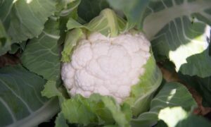 Nebula Cauliflower (Treated Seed)