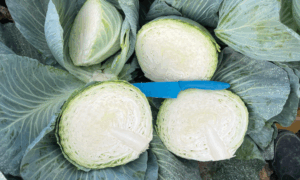 Ottawa Cabbage (Not Treated)