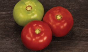 Packout Tomato (Pelleted)