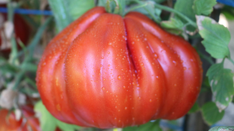 Palpitation Tomato (Primed) - Image 2