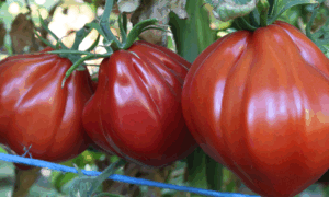 Palpatation Tomato (Not Treated)