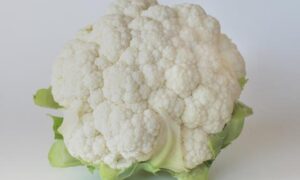 Paciencia Cauliflower (Treated Seed)