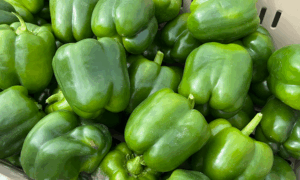 Payline S10® Pepper (Not Treated)