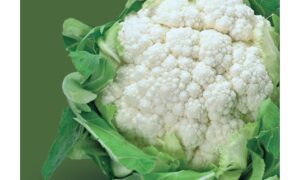 Prestique Cauliflower (Treated Seed)