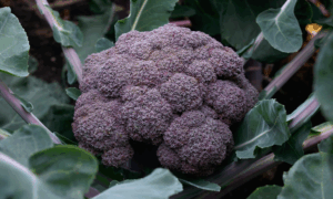 Purple Magic Broccoli (Not Treated)