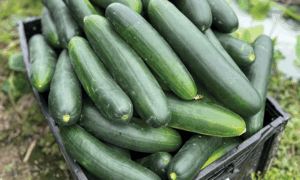 Samurai 252 Cucumber (Farmore)