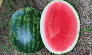 Sandbar Watermelon (Farmore)