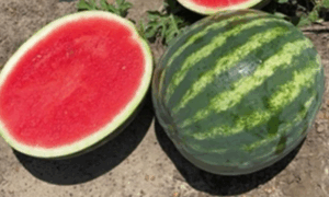 Scooter Watermelon (Farmore)