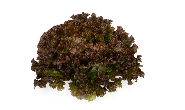 Shirane Sky Lettuce (Not Treated/Primed/Pelleted) - Image 2