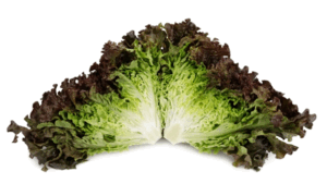 Shirane Sky Lettuce (Not Treated/Primed/Pelleted)