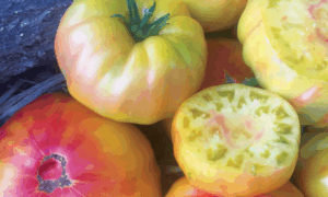 Striped German Tomato (Not Treated)