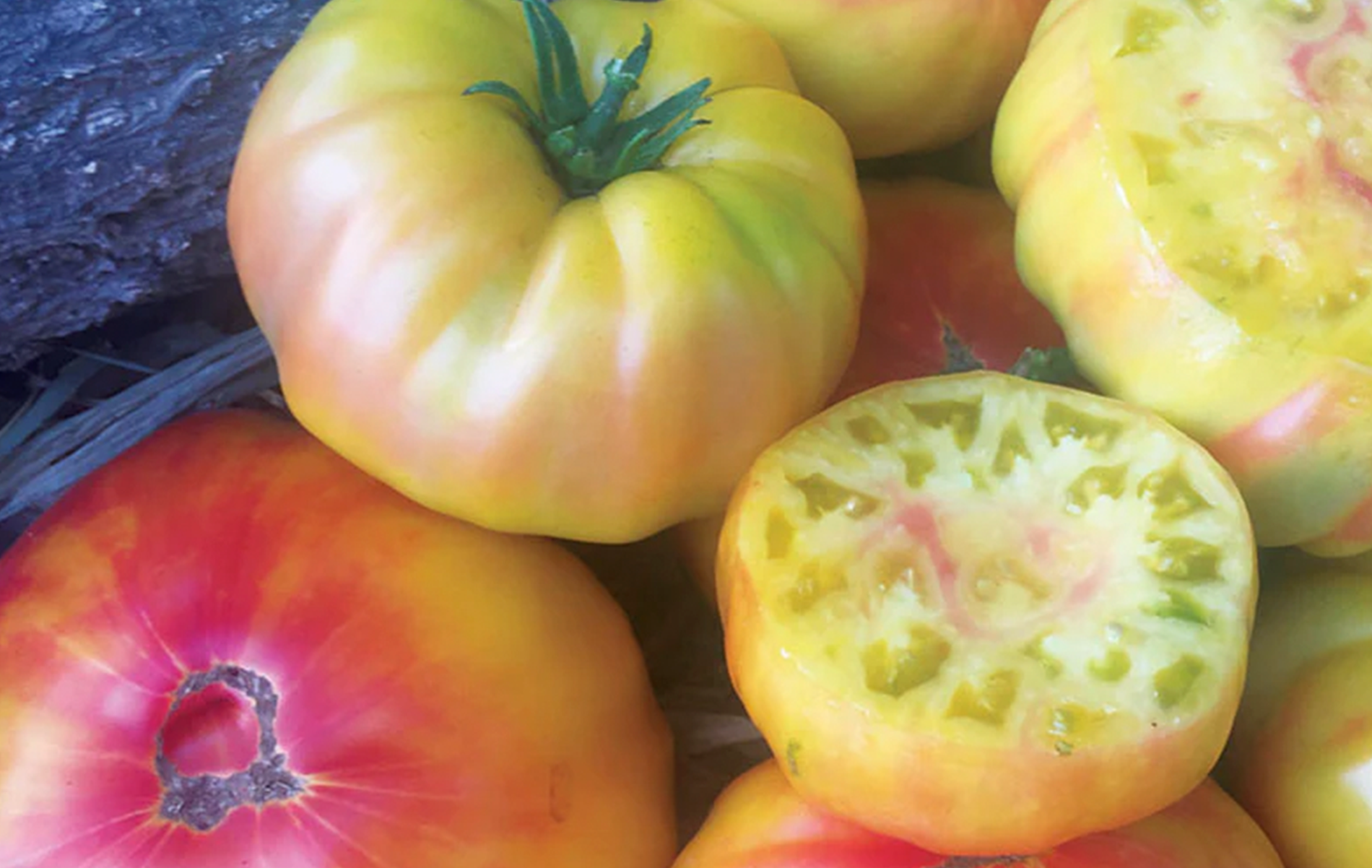 Striped German Tomato (Not Treated)