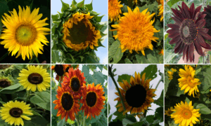 Sunshine Field Mix (Not Treated)