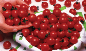 Sweet Million Cherry Tomato (Not Treated)