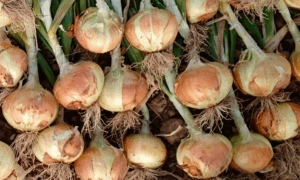 Sweet Tule Onion (Treated Seed)