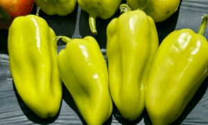 Topgear Pepper (Not Treated)