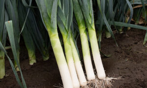 Turin Leek (Primed/Pelleted)