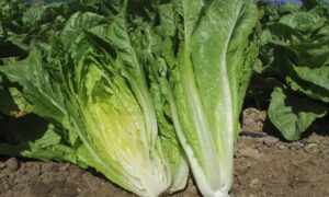 Vaquero Lettuce (Primed & Pelleted)
