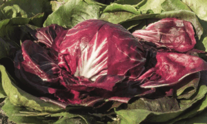Vasari Radicchio (Organic)