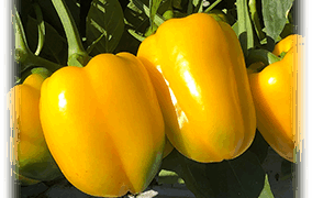 Vero Pepper (Not Treated)