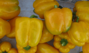 Yellowfin Pepper (Not Treated)