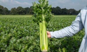 Fandango Celery (Pelleted/Not Treated)