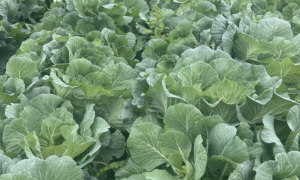 Crawford Collard Greens (Not Treated)