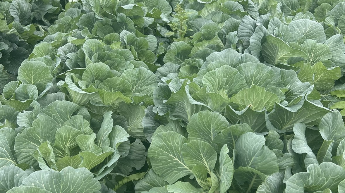 Crawford Collard Greens (Treated Seed)